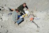 Killer ' Allosaurus Leg On Custom Mount - Colorado #39087-9